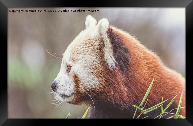 Red Panda. Framed Print by Angela Aird