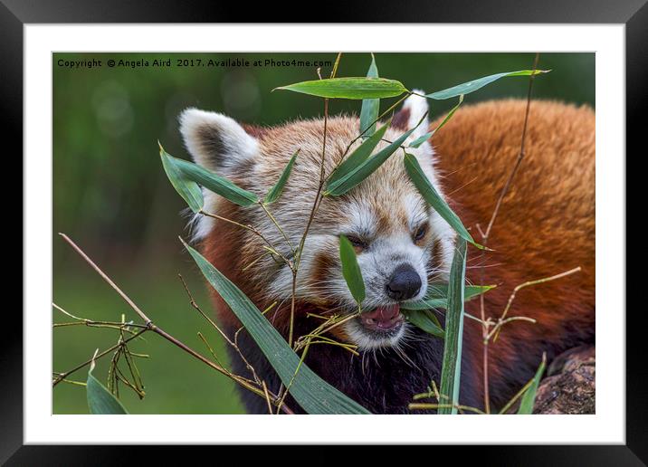 Red panda. Framed Mounted Print by Angela Aird