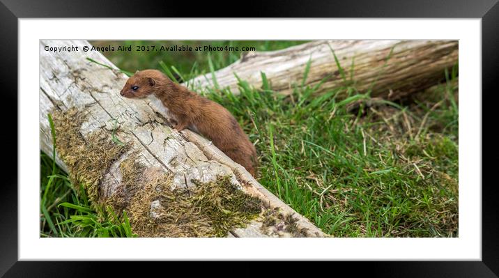 Weasel. Framed Mounted Print by Angela Aird