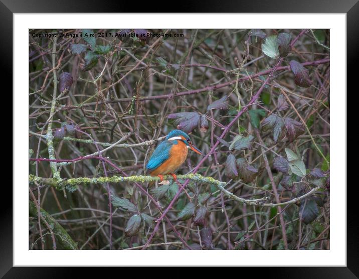 Kingfisher. Framed Mounted Print by Angela Aird