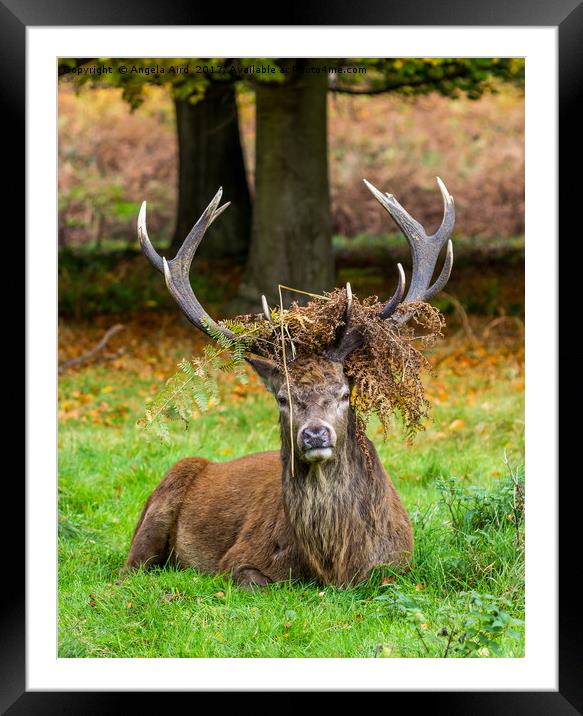 Majestic. Framed Mounted Print by Angela Aird