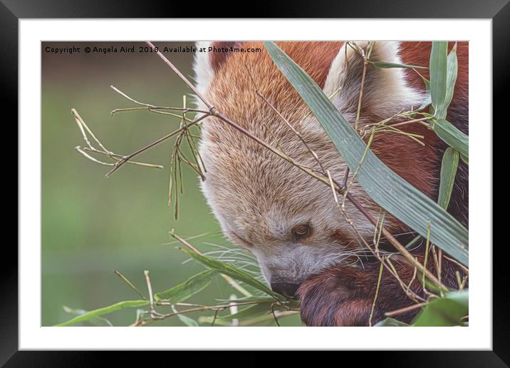 Red Panda. Framed Mounted Print by Angela Aird