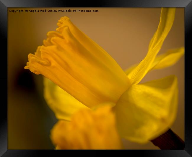 Daffodil. Framed Print by Angela Aird