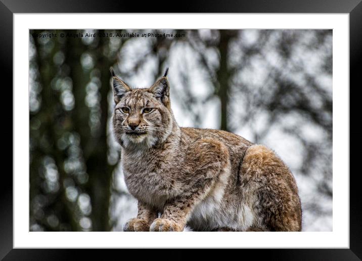 Lynx. Framed Mounted Print by Angela Aird