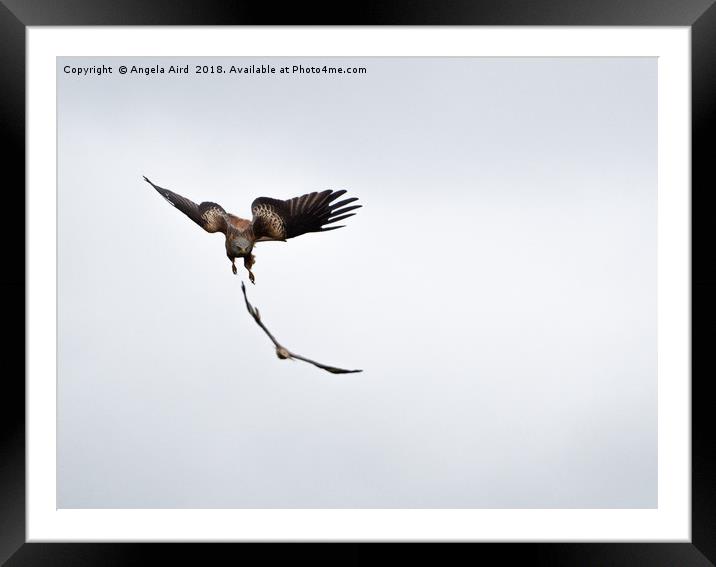 Red Kite. Framed Mounted Print by Angela Aird