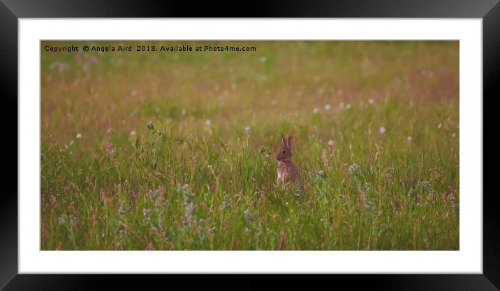  Bunny. Framed Mounted Print by Angela Aird