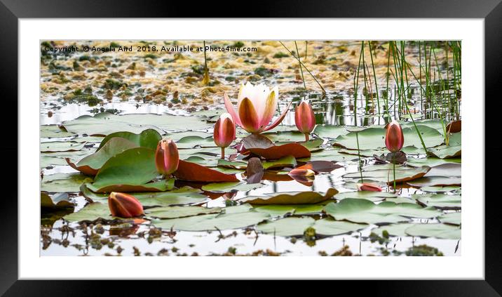 The Pond. Framed Mounted Print by Angela Aird