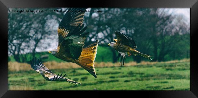 Red Kites. Framed Print by Angela Aird