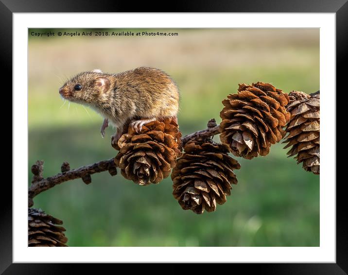 Mousey Framed Mounted Print by Angela Aird