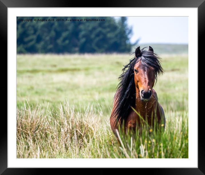 Wild. Framed Mounted Print by Angela Aird