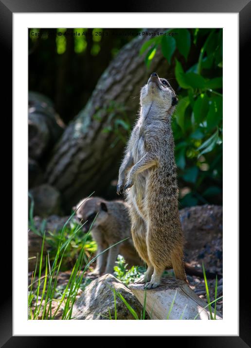 Standing Proud. Framed Mounted Print by Angela Aird