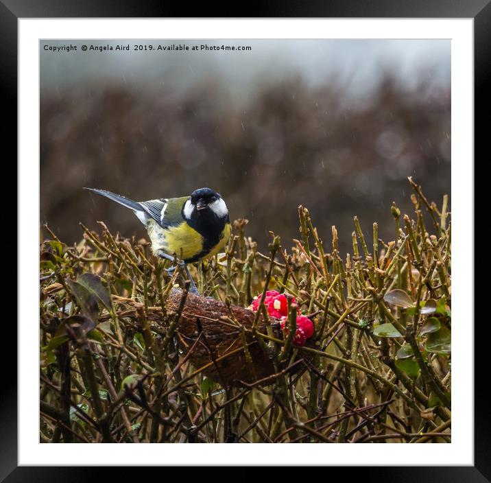 Great Tit. Framed Mounted Print by Angela Aird