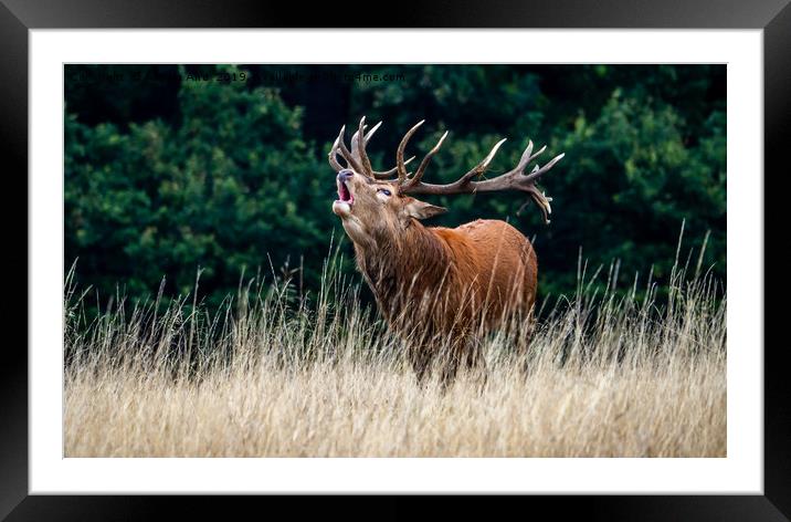 Roar. Framed Mounted Print by Angela Aird