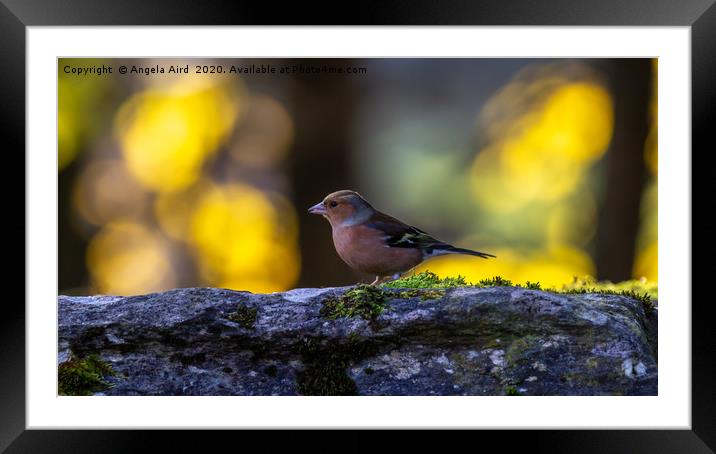 Chaffinch. Framed Mounted Print by Angela Aird