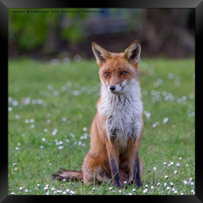 Red Fox. Framed Print by Angela Aird