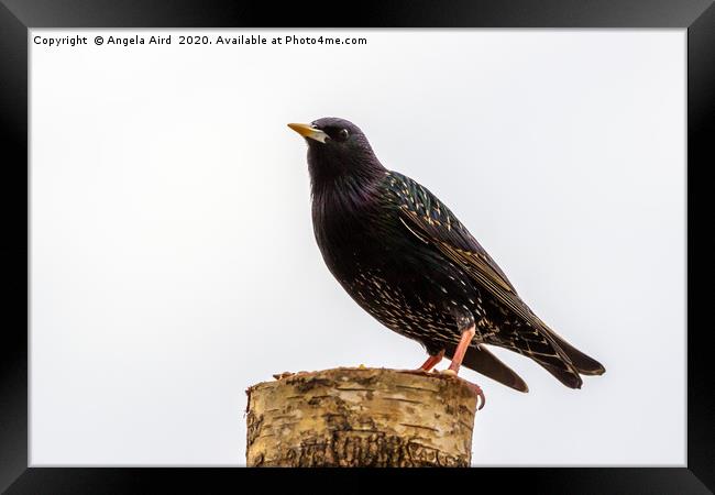 Starling. Framed Print by Angela Aird
