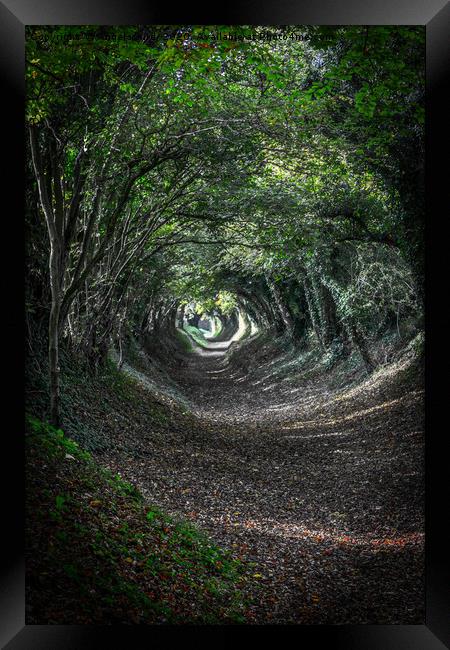 Tunnel of Trees. Framed Print by Angela Aird