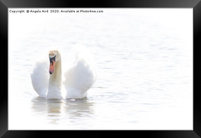 Mute Swan. Framed Print by Angela Aird