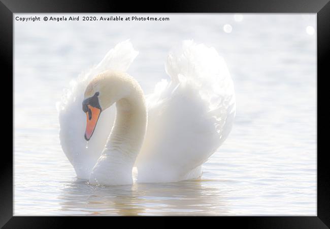 Swan Lake. Framed Print by Angela Aird