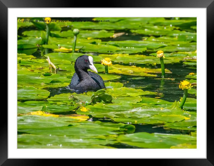 Coot. Framed Mounted Print by Angela Aird