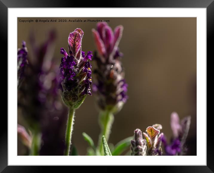 Lavender. Framed Mounted Print by Angela Aird