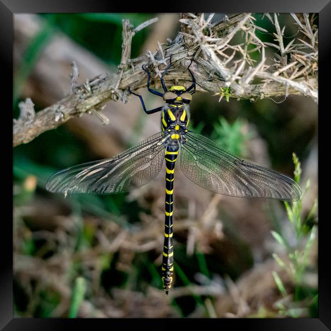 Golden-ringed Dragonfly. Framed Print by Angela Aird