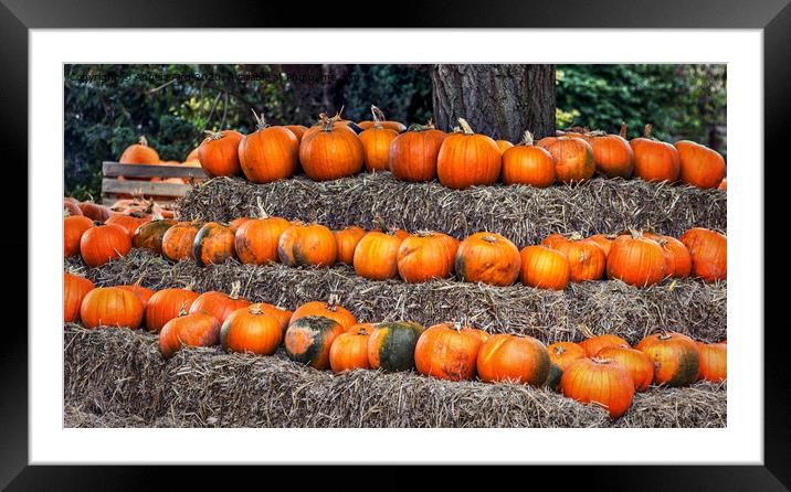 Pumpkin. Framed Mounted Print by Angela Aird