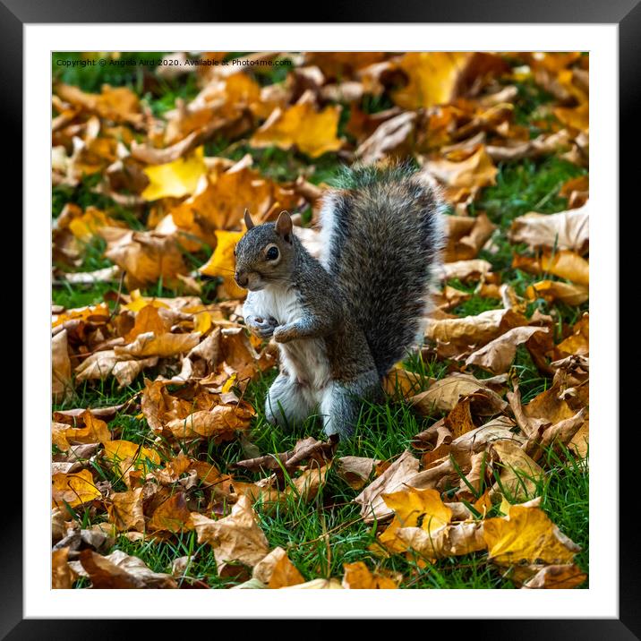 Grey Squirrel. Framed Mounted Print by Angela Aird