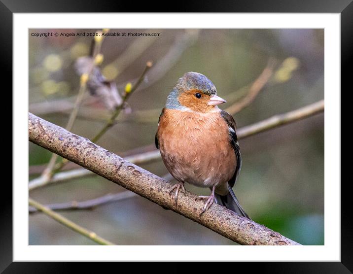 Chaffinch. Framed Mounted Print by Angela Aird
