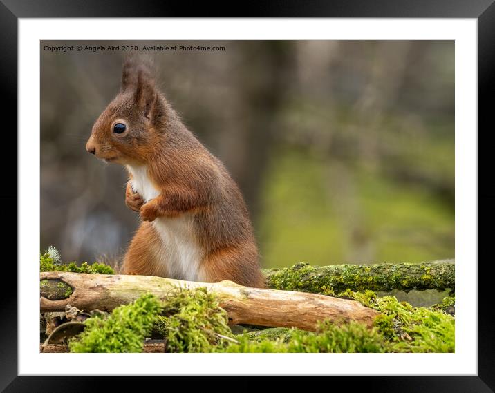 Red Squirrel. Framed Mounted Print by Angela Aird