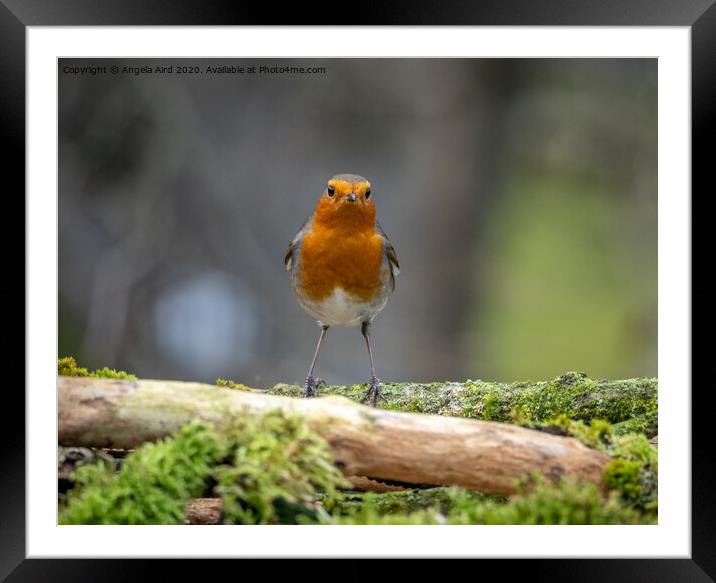 Robin Framed Mounted Print by Angela Aird