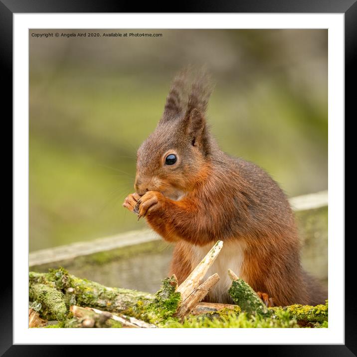  Tufty. Framed Mounted Print by Angela Aird