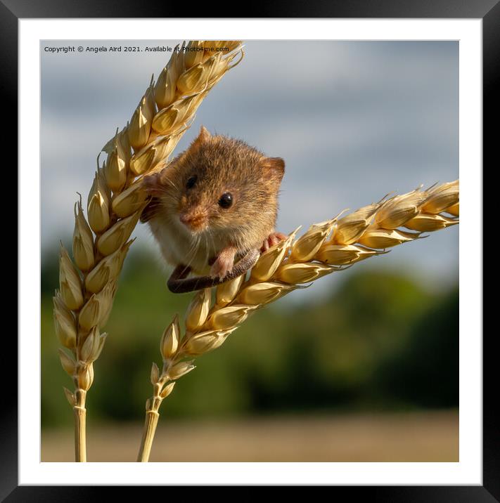 Harvest Mouse. Framed Mounted Print by Angela Aird