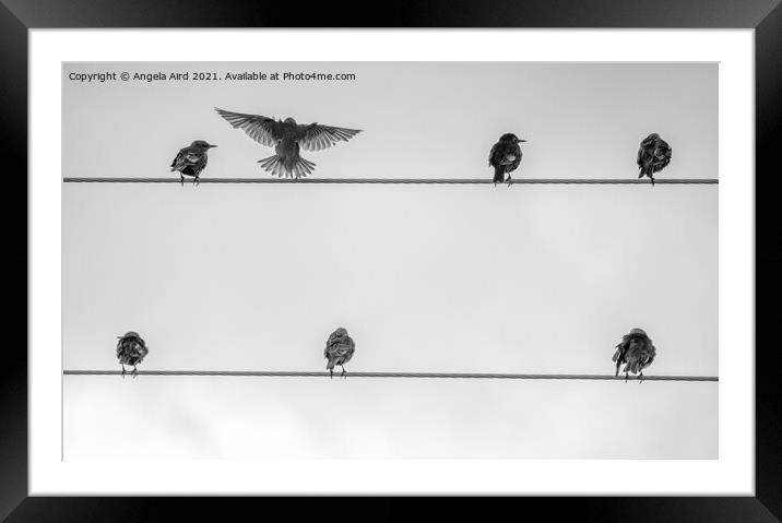 On the Wire. Framed Mounted Print by Angela Aird