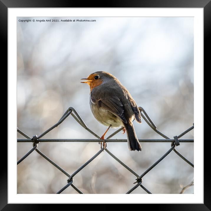 Robin. Framed Mounted Print by Angela Aird