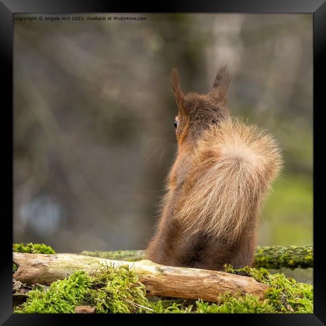 Red Squirrel. Framed Print by Angela Aird