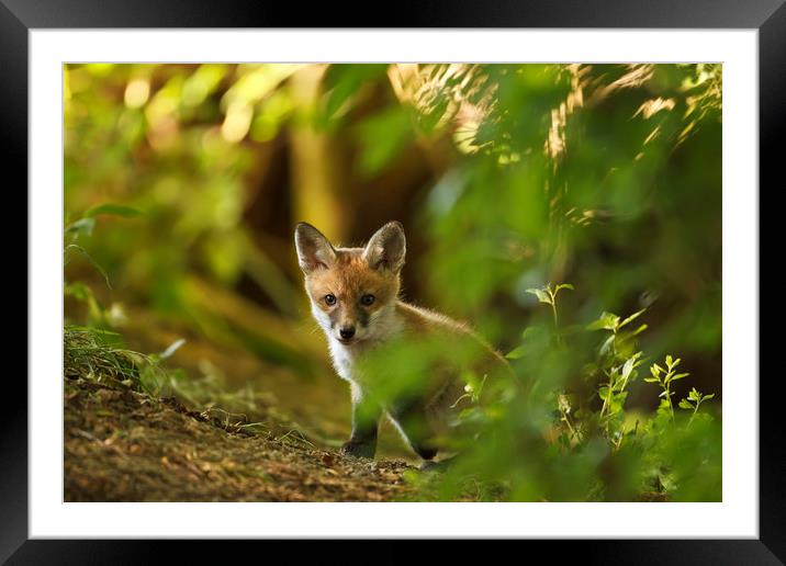 Cute Fox Cub Framed Mounted Print by Calum Dickson