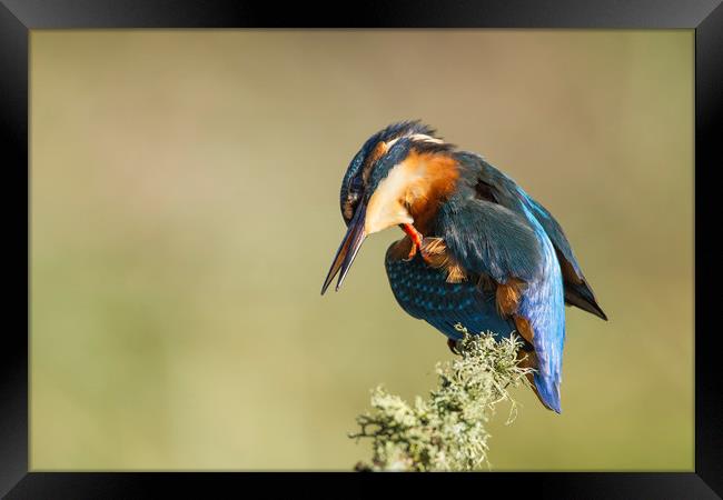 Kingfisher Itch Framed Print by Calum Dickson