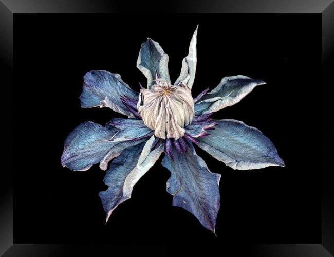 Blue Clematis Framed Print by Henry Horton