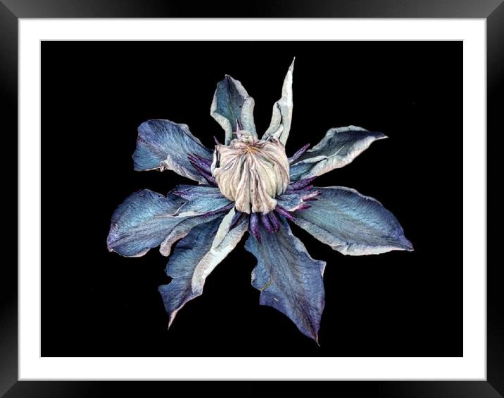 Blue Clematis Framed Mounted Print by Henry Horton