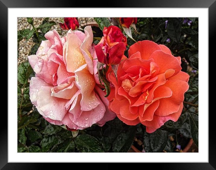 A Pair Of Roses Framed Mounted Print by Henry Horton