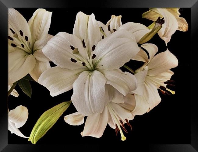 Lilies Framed Print by Henry Horton