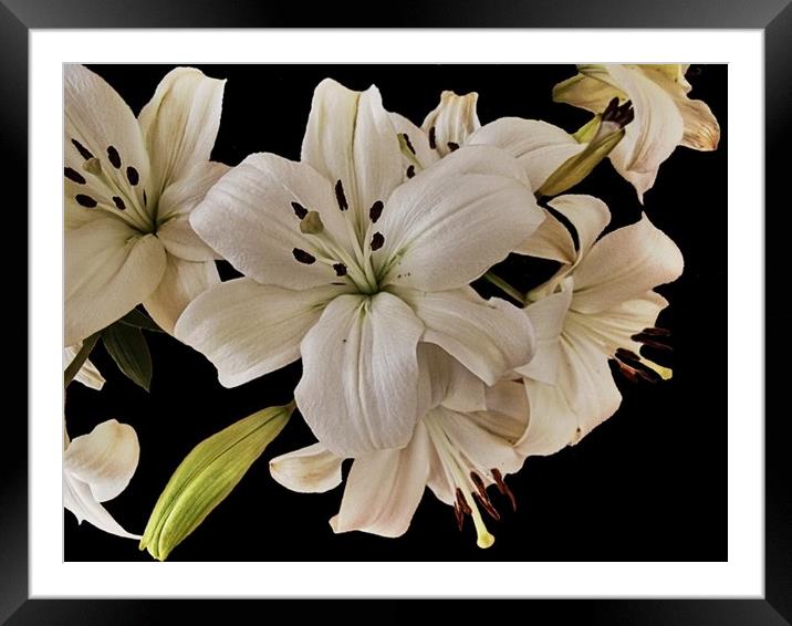 Lilies Framed Mounted Print by Henry Horton