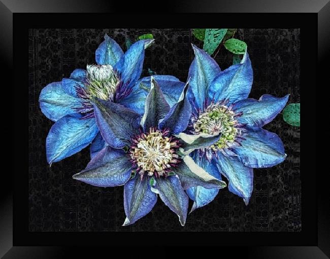 Trio of clematis Framed Print by Henry Horton