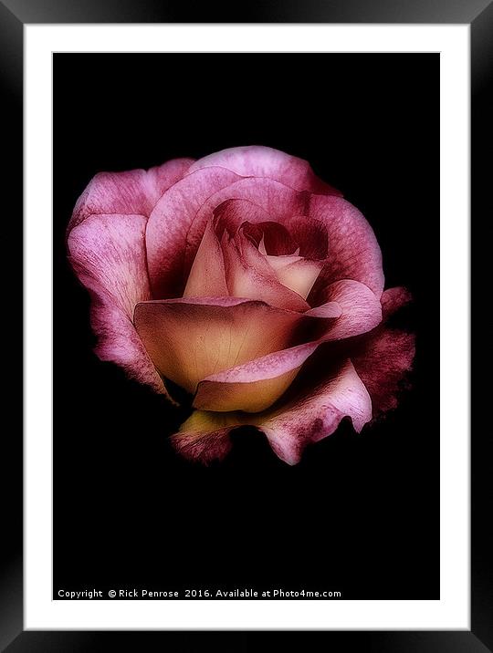 Midnight Rose Framed Mounted Print by Rick Penrose