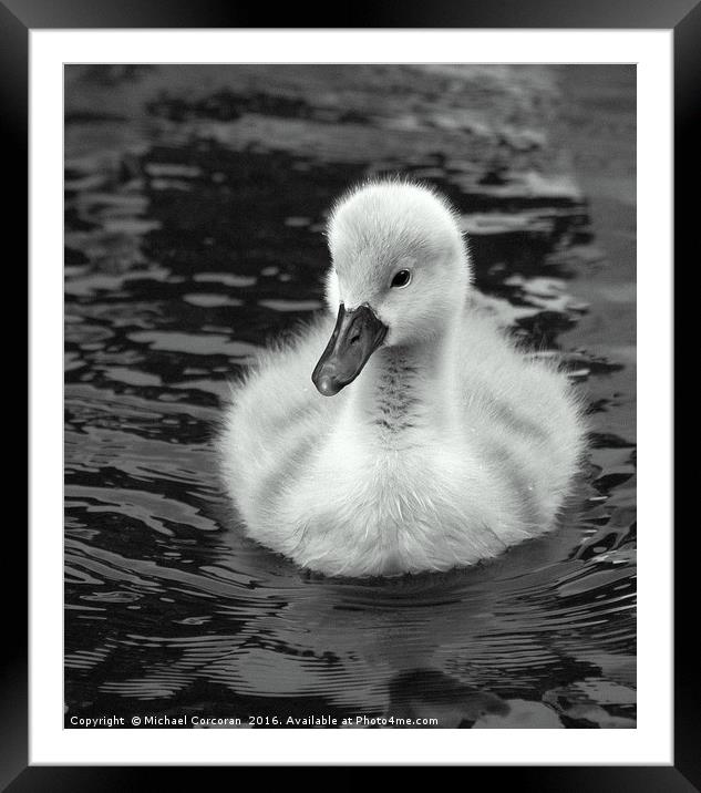 Lone Cygnet Framed Mounted Print by Michael Corcoran