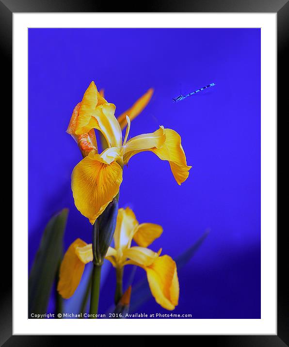 Blue To Yellow Framed Mounted Print by Michael Corcoran