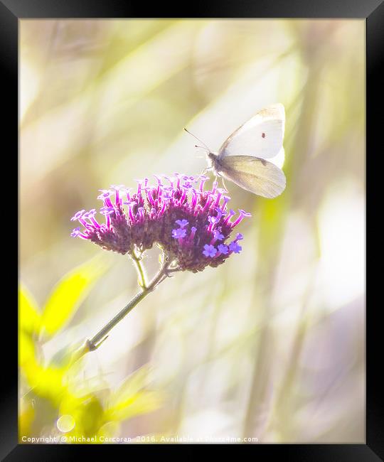 Top of the world Framed Print by Michael Corcoran