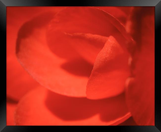 Macro Red Flower Framed Print by Mark Baker