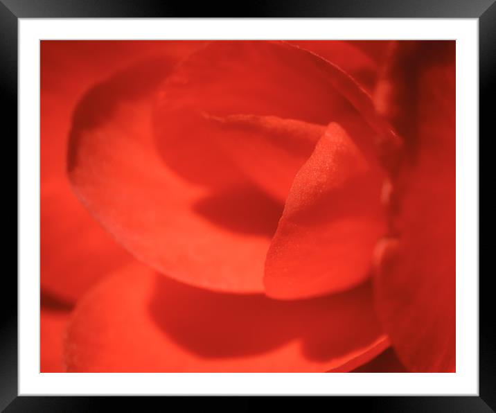 Macro Red Flower Framed Mounted Print by Mark Baker